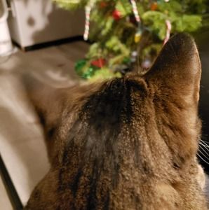 Meet your Posher, Bernie